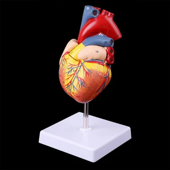 34Numeriai pažymėti Medicininis Žmogaus širdies modelio rekvizitų modelis Išardytas Anatominė anatomija Manekeno medicinos įrankių modeliai Psichologija