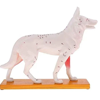 Anatominis šuns modelis Akupunktūros anatomija Akupunktūros taško šuns kūno modelis su 72 akupunktūros taškais tyrimo modelis