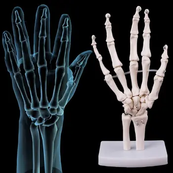 Dropship Hand Joint Anatomical Skeleton Model Human Medical Anatomy Study Tool Life Size