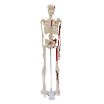 Mini medicininis žmogaus skeleto modelis su stendo tyrimų informacija apie žmogaus kaulus medicinos anatomijos tyrimui Rodyti studentų laivą