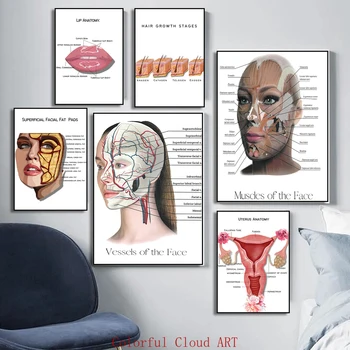 Moters veido anatomija Raumenų detalizavimas ir fiziologija Raumenys Kraujagyslės Riebalų pagalvėlės Odos užpildai Plakatas Gydytojo klinika Namų dekoras