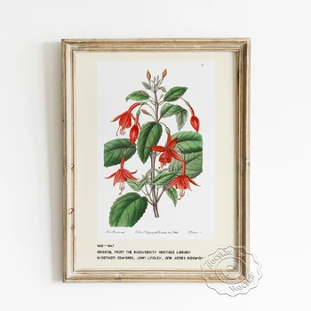 Sydenham Edwards parodos muziejaus plakatas, Standish's Fuchsia drobės tapyba, botanikos entuziastų meno namų dekoro sienos paveikslas