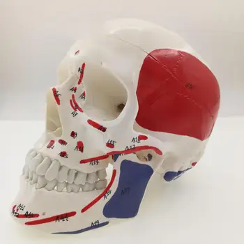 Žmogaus raumenų spalvos kaukolės modelis 3 dalys Skaitmeninė indikacija Medicinos mokymosi pagalba Anatomija Gyvenimo dydis
