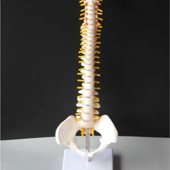 Žmogaus skeleto modelis D1 45cm sėdimos laikysenos modelis medicininės reabilitacijos treniruotėms, stuburo modelis, žmogaus stuburo modelio mokymas
